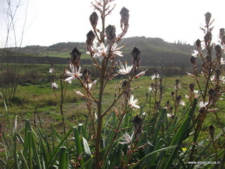 lle del Simeto-24-02-2013 09-26-56